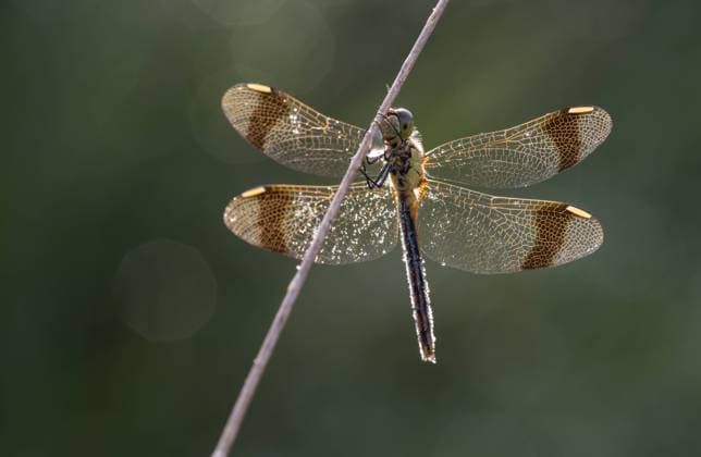 Bandheidelibel, Banded Darter, Sympetrum pedemontanum Bandheidelibel in tegenlicht, Banded Darter with backlight Groningen Netherlands Copyright: xAgamix xReintxJakobxSchutx