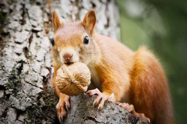 Eichhörnchen mit einer großen Walnuss Eichhörnchen mit einer großen Walnuss im Maul schaut neugierig von einem Baum herunter Copyright: xZoonar.com GerdxHarderx 22096093