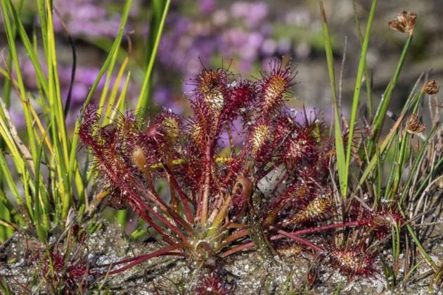 Creative Highlights World Mittlerer Sonnentau (Drosera intermedia), insektenfressende Pflanze im Heideland Oblong-leaved sundew, spoonleaf sundew, spatulate leaved sundew (Drosera intermedia), insectivorous plant in heathland Copyright: imageBROKER alimdix xArterrax xP ibltsm11347781.jpg