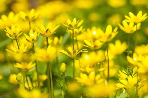 Gewoon speenkruid, Lesser Celandine, Ranunculus ficaria Close-up van bloeiend Speenkruid, Close up of flowering Lesser Celandine Jelsum Dekema State Friesland Netherlands Copyright: xAgamix xWilxLeursx