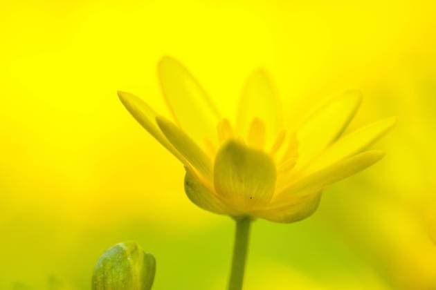 Gewoon speenkruid, Lesser Celandine, Ranunculus ficaria Close-up van bloeiend Speenkruid, Close up of flowering Lesser Celandine Jelsum Dekema State Friesland Netherlands Copyright: xAgamix xWilxLeursx