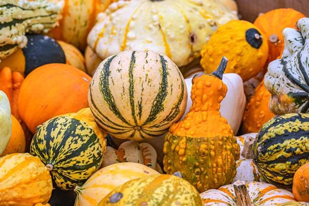 Kürbisvielfalt *** Pumpkin diversity 1130200562