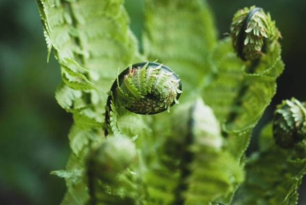 Pflanze, Straußenfarn (Matteuccia struthiopteris), Blätter im Frühjahr plant, Ostrich fern (Matteuccia struthiopteris) leaves in spring Copyright: imageBROKER NadezhdaxSoboleva ibxiqx09677648.jpg