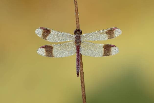 Bandheidelibel; Banded darter; Sympetrum pedemontanum Bedauwde man Bandheidelibel; Bandeddarter male covered with dew; Utrechtse Heuvelrug Utrecht Netherlands Copyright: xAgamix xWalterxSoestbergenx