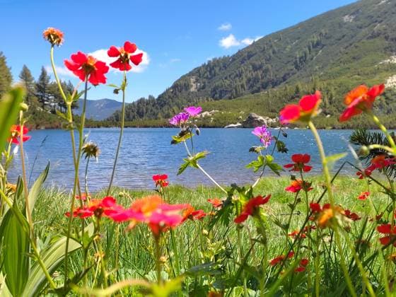 Karkamski See, Bulgarien, Piringebirge rote Blumen, Sommerlandschaft, Europa Karkamski Lake, Bulgaria, Pirin mountains red flowers, summer landscape, Europe Copyright: imageBROKER NataliyaxNazarova ibxiqx09692496.jpg