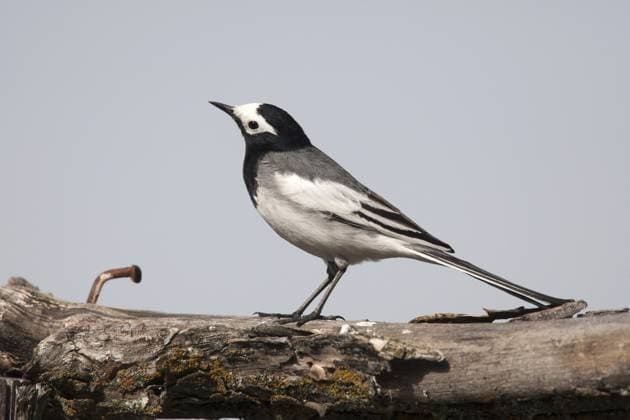Maskerkwikstaart, Masked Wagtail, Motacilla personata Maskerkwikstaart zittend op tak; Masked Wagtail perched on branch Republic of Kiribati Copyright: xAgamix xHarveyxvanxDiekx