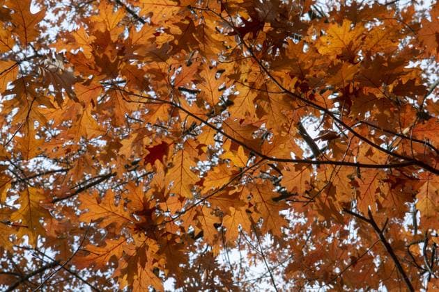 Rote Blätter der Roteiche (Quercus rubra) im Herbst. Herbstlaub der Roteiche in Großaufnahme Red leaves of Northern red oak (Quercus rubra) in the autumn. Red oak fall foliage close up Copyright: imageBROKER StefanxSutka ibxiqx09791355.jpg