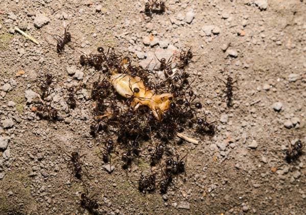 Creative Highlights World Animal India - Ant A group of ants attacks a cricket in the garden and drags it into their nest hole for food in Tehatta, West Bengal, India, on September 7, 2024. Tehatta India  Copyright: xSoumyabrataxRoyx originalFilename: roy-notitle240907_nptSo.jpg