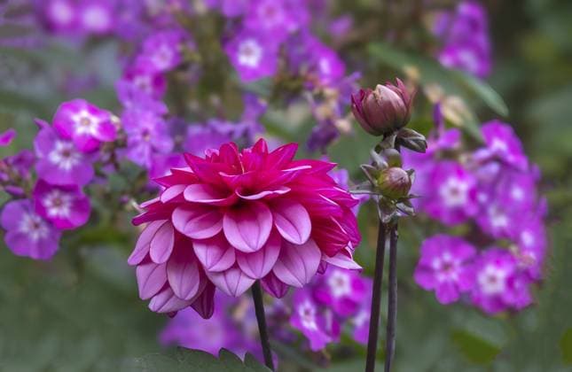 Dahlie (Dahlia), Nordrhein-Westfalen, Deutschland, Europa Dahlias (Dahlia), North Rhine-Westphalia, Germany, Europe Copyright: imageBROKER AnnaReinert ibxann11175999.jpg