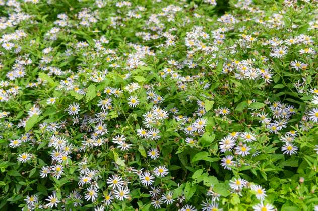 Asters in Westerpark, Amsterdam september, autumn, flower, bloemen, mauve, herfstaster,, bunch,