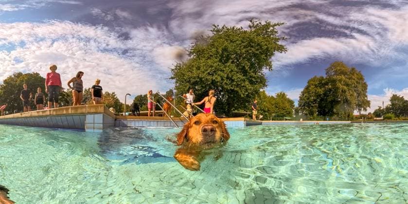 News Themen der Woche KW36 GER, 8. Steinfelder Hundeschwimmer - wir lassen die Hunde los 08.09.2024, Freibad, Steinfeld, GER, 8. Steinfelder Hundeschwimmer - wir lassen die Hunde los, Bereits zum 8. Mal fand am 2. September Wochenende das Steinfelder Hundeschwimmen - nach dem Motto - Wir lassen die Hunde los - statt. Zufriedene Versnatlter und besonders die Hundebesitzer freuten sich, dass ihre Vierbeiner nach Herzenslust baden und schwimmen durften - so machen Sprung vom Beckenrand und Wettschwimmer nach dem Spielzeug konnte beobachtet werden. Dank an die Gemeinde Steinfeld (Landkreis Vechta) die dieses zum 8. Mal nun ermöglichten und der Erlös des Wochenendes geht dem Tierschutzhof in Dickel ( Landkreis Diepholz ) zu *** GER, 8 Steinfelder Hundeschwi nordphoto GmbHxKokenge nph00001