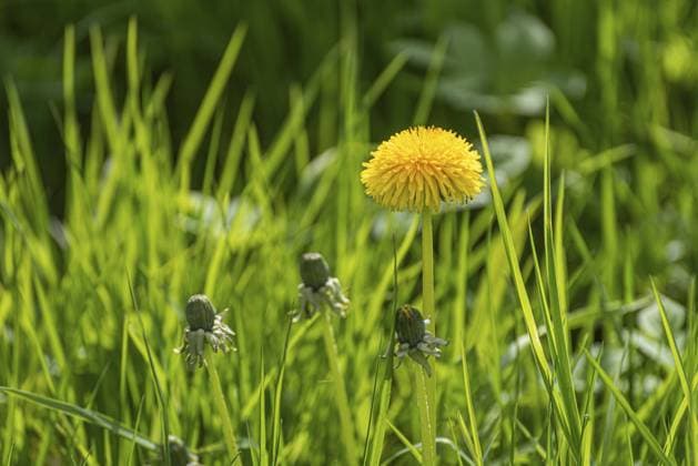 Ein einsamer Huflattich, Tussilago farfara, in einem grasbewachsenen Feld A lonely coltsfoot, Tussilago farfara, in a grassy field Copyright: imageBROKER TrygvexFinkelsen ibxiqx11139330.jpg