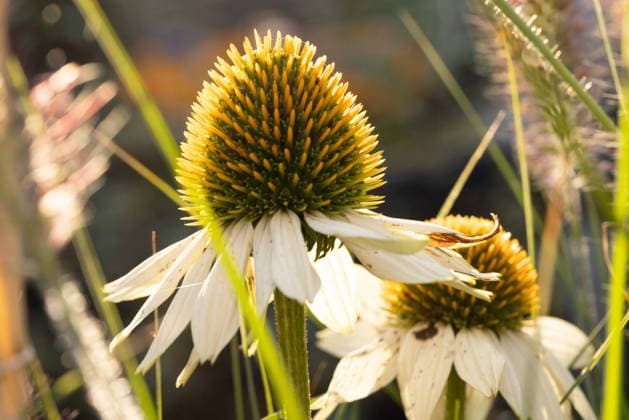 The White Coneflowers Are Bathed in Sunlight, Exhibiting Vibrant Beauty in the Garden Closeup of white coneflowers highlighted by sunlight, vivid texture and color standing out against green background Copyright: xZoonar.com BjornxBeheydtx 21769677