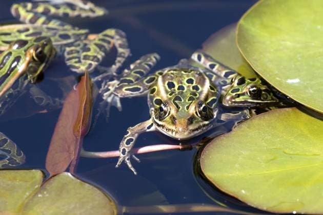 Der Nördliche Leopardfrosch ist die Staatsamphibie von Minnesota und Vermont The northern leopard frog is the state amphibian of Minnesota and Vermont Copyright: imageBROKER Karel-Denny ibxiqx11145933.jpg