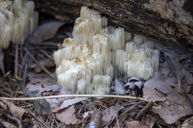 Löwenmähne, (Hericium erinaceus) auch Affenkopfpilz, Bartzahnpilz, Satyrbart, Bart Igelpilz, Pom Pom Pilz oder Bartzahnpilz genannt Lion s mane, (Hericium erinaceus) also called monkey head mushroom, bearded tooth mushroom, satyr s beard, bearded hedgehog mushroom, pom pom mushroom, or bearded tooth fungus Copyright: imageBROKER KARELxBOCK ibxiqx11146009.jpg