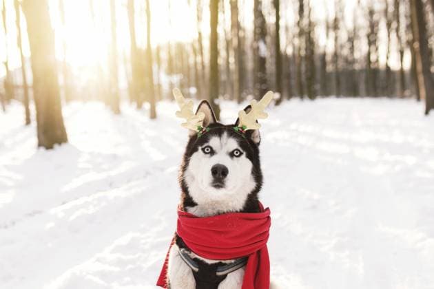 Weihnachten Husky Hund in rotem Schal, Hirschhörner, Santa Kleidung in den verschneiten Wald mit Sonnenlicht Strahlen. Konzept der Weihnachtspostkarte. Eine Menge Schnee im Winter Wald Christmas husky dog in red scarf, deer horns, Santa attire in the snowy forest with sun light beams. Concept of Christmas postcard. A lot of snow in winter forest. Copyright: imageBROKER LenaxIvanova ibxiqx11148149.jpg