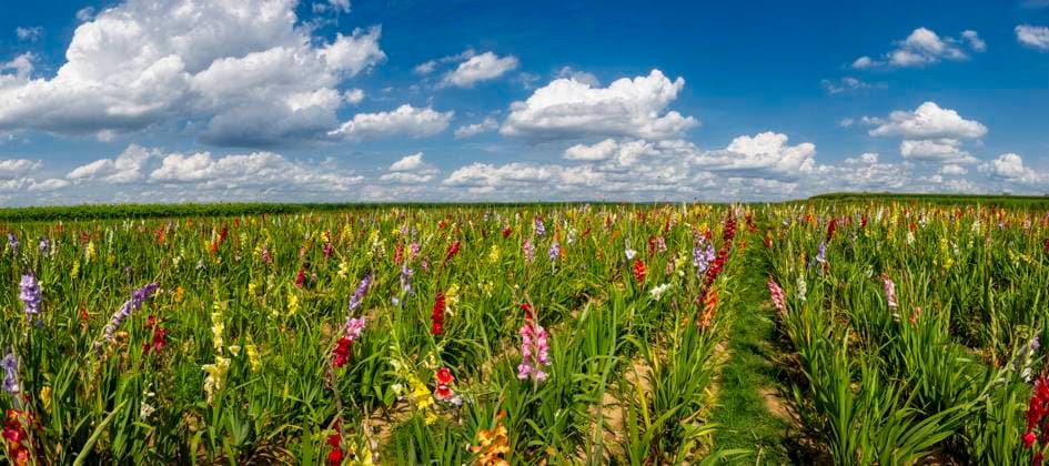 Panoramafoto eines Feldes mit blühenden Gladiolen zum Selbstpflücken bei sommerlichem Wetter mit Schönwetterwolken am Himmel über dem Horizont Panoramafoto eines Feldes mit blühenden Gladiolen zum Selbstpflücken bei sommerlichem Wetter mit Schönwetterwolken am Himmel über dem Horizont Copyright: xZoonar.com FrankxWagnerx 22134346