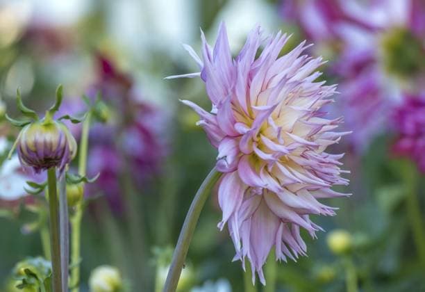 Dahlie (Dahlia), Kaktusdahlie, Deutschland, Europa Dahlias (Dahlia), cactus dahlia, Germany, Europe Copyright: imageBROKER AnnaReinert ibxann11213190.jpg