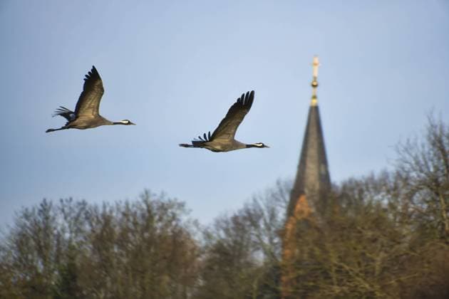 Kraniche fliegen am blauen Himmel vor dem Kirchturm. Zugvögel auf dem Darß Wildlife Foto aus der Natur in Deutschland Cranes fly in the blue sky in front of the church tower. Migratory birds on the Darss. Wildlife photo from nature in Germany Copyright: imageBROKER MartinxKöbsch ibxiqx11183404.jpg