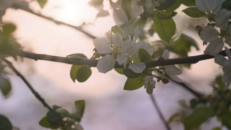 IMAGO Creative, Frühling, Licht und Sonne Apfelblüten auf dem Ast eines Apfelbaums. Obstbaum mit Knospen und weiß violetten Blütenblättern. Abendstimmung mit warmem Licht. Foto aus der Landwirtschaft Apple blossoms on the branch of an apple tree. Fruit tree with buds and white-purple petals. Evening mood with warm light. Photo from agriculture Copyright: imageBROKER MartinxKöbsch ibxiqx11183489.jpg