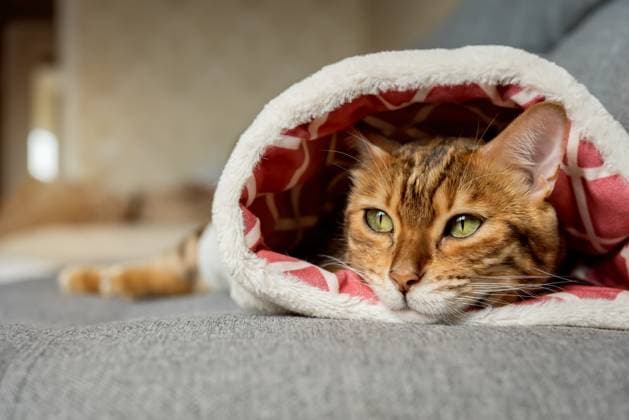 A cute cat is relaxing inside on a cat bed. A cute cat is relaxing inside on a cat bed. Cute funny cat in bed at home. Copyright: xZoonar.com SvetlanaxSultanaevax 22132970