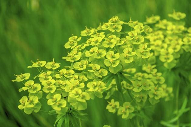 Zypressen-Wolfsmilch (Euphorbia cyparissias), Münsterland, Nordrhein-Westfalen, Deutschland, Europa Cypress spurge (Euphorbia cyparissias), Münsterland, North Rhine-Westphalia, Germany, Europe Copyright: imageBROKER AnnaReinert ibxann11243949.jpg
