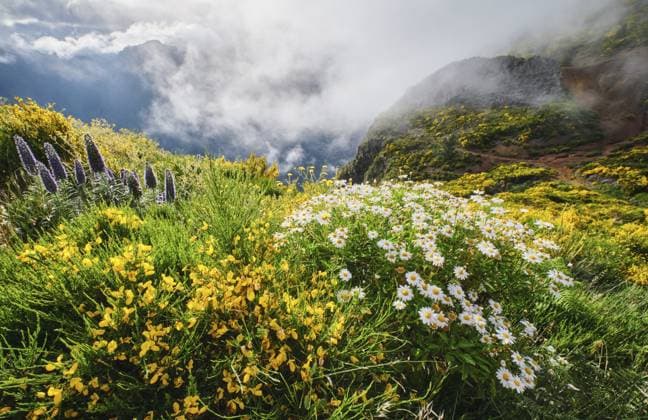Madeira Landschaft mit Gänseblümchen und Stolz der Madeira Blumen und blühenden Cytisus Sträuchern und Bergen in Wolken. Miradouros do Paredao, Insel Madeira, Portugal, Europa Madeira landscape with daisy and Pride of madeira flowers and blooming Cytisus shrubs and mountains in clouds. Miradouros do Paredao, Madeira island, Portugal, Europe Copyright: imageBROKER DmitryxRukhlenko ibxdmr11359688.jpg