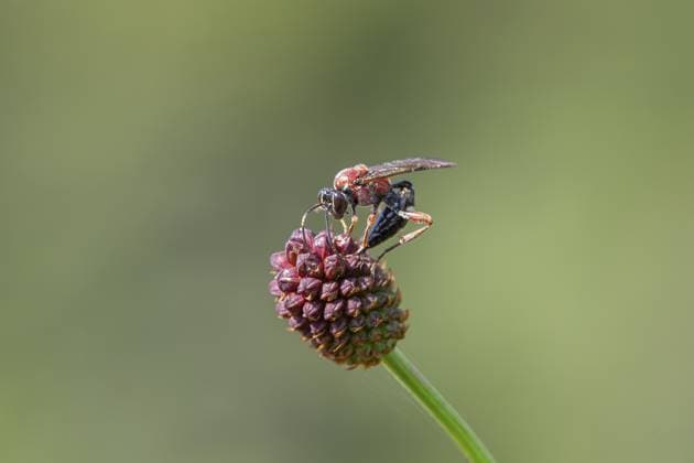 Schlupfwespe (Neotypus melanocephalus), Großer Wiesenknopf (Sanguisorba officinalis), sitzt auf Blüte, Nordrhein-Westfalen, Deutschland, Europa Ichneumon wasp (melanocephalic neotype), great burnet (Sanguisorba officinalis), sitting on a flower, North Rhine-Westphalia, Germany, Europe Copyright: imageBROKER FarinaxGraßmann ibxfgr11360863.jpg
