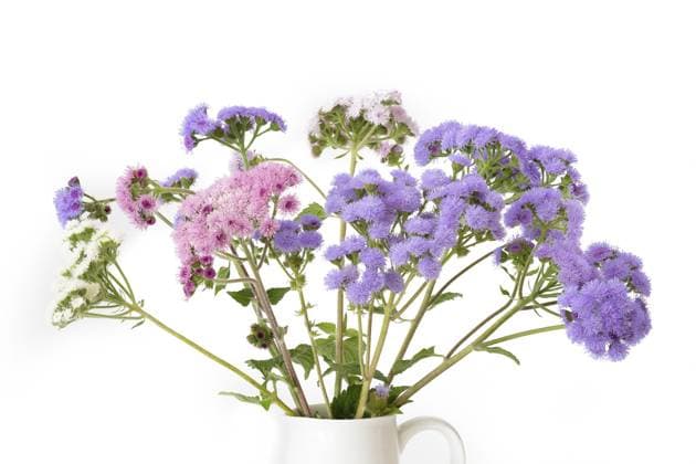 Leberbalsam (Ageratum houstonianum) auf weißem Hintergrund Flossflower (Ageratum houstonianum) on a white background Copyright: imageBROKER HaraldxBiebel ibxiqx10285340.jpg