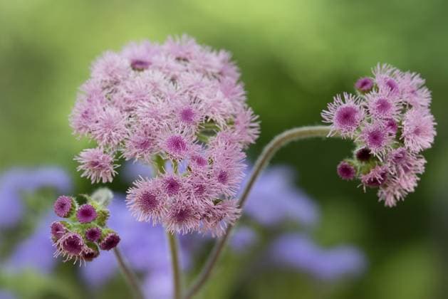 Leberbalsam (Ageratum houstonianum) im Garten Flossflower (Ageratum houstonianum) in the garden Copyright: imageBROKER HaraldxBiebel ibxiqx10285348.jpg