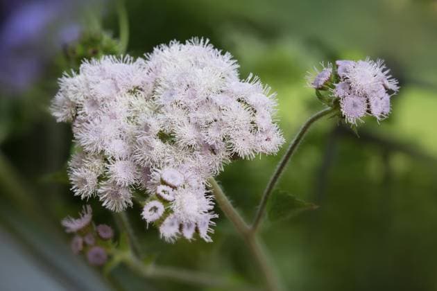 Leberbalsam (Ageratum houstonianum) im Garten Flossflower (Ageratum houstonianum) in the garden Copyright: imageBROKER HaraldxBiebel ibxiqx10285356.jpg