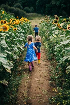 IMAGO Creative, Sommer, Sommertage im Garten Children walking along a sunflower-lined dirt path in a vibrant field Ipswich, Massachusetts, United States CR_FKNH240910-1537452-01 ,model released, Symbolfoto