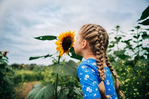 Creative Highlights Symbolfotos Young girl with braids smelling a sunflower in a field Ipswich, Massachusetts, United States CR_FKNH240910-1537456-01 ,model released, Symbolfoto