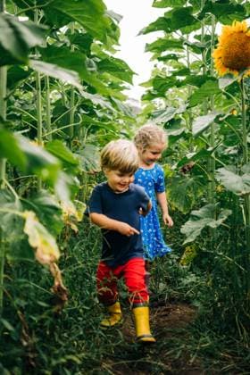 Creative Highlights Symbolfotos Two children happily walk through a sunflower field Ipswich, Massachusetts, United States R_FKNH240910-1537439-01 ,model released, Symbolfoto