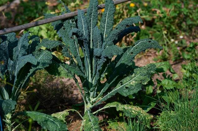 Garten Gemuese Palmkohl Palmkohl (Brassica oleracea var. palmifolia), auch Italienischer Kohl, Toskanischer Kohl, Schwarzkohl genannt in einem Gemuesebeet. 30.8.2024 *** Garden Vegetables Palm kale Palm kale Brassica oleracea var palmifolia , also called Italian cabbage, Tuscan cabbage, black cabbage in a vegetable patch 30 8 2024