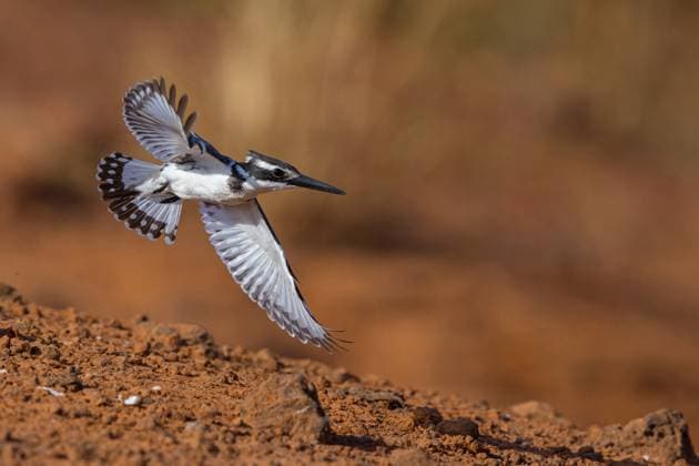 Creative Highlights World Graufischer, Grau-Fischer (Ceryle rudis), im Flug, Unterseite, Gambia, South Bank, Marakissa River lesser pied kingfisher (Ceryle rudis), in flight, from below, Gambia, South Bank, Marakissa River BLWS716734 *** Gray fishers, grey Fischer Ceryle Rudis , at Flight, Underside, Gambia, South Bank, Marakissa River Lesser Pied Kingfisher Ceryle Rudis , in flight, from below, Gambia, South Bank, Marakissa River BLWS716734 Copyright: xblickwinkel McPHOTO M.xSchaefx