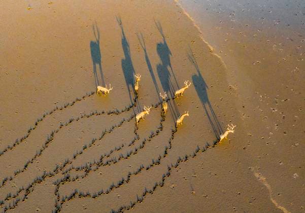 Creative Highlights World National Wildlife Protection Animal Elks A group of elk, a Class I national wildlife protection animal, play on a beach in Yancheng, China, on September 9, 2024. Yancheng China  Copyright: xCFOTOx originalFilename: cfoto-national240911_npqe5.jpg