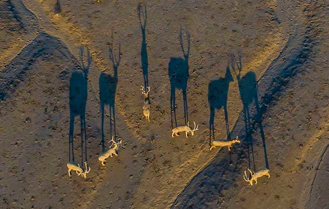 Bilder des Jahres 2024, News 09 September News Themen der Woche KW37 News Bilder des Tages National Wildlife Protection Animal Elks A group of elk, a Class I national wildlife protection animal, play on a beach in Yancheng, China, on September 9, 2024. Yancheng China  Copyright: xCFOTOx originalFilename: cfoto-national240911_npu8d.jpg
