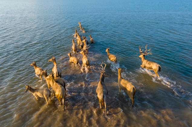 Creative Highlights World Elks Play on A Beach in Yancheng A group of elk, a Class I national wildlife protection animal, play on a beach in Yancheng, China, on September 10, 2024. Yancheng Jiangsu China  Copyright: xCFOTOx originalFilename: cfoto-elksplay240912_nplxB.jpg