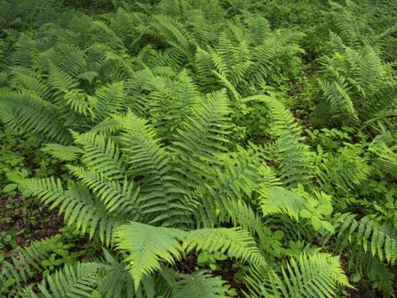 Male fern (Dryopteris filix-mas), plant in woodland in springtime, Hesse, Deutschland, Europa Männlicher Farn (Dryopteris filix-mas), Pflanze in einem Waldstück im Frühling, Hessen, Deutschland Copyright: imageBROKER D.xUsher ibludu11366125.jpg
