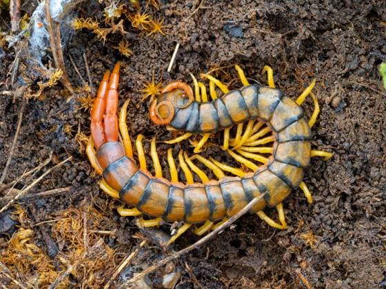 Creative Highlights World Suedeuropaeischer Guertelskolopender, Europaeischer Riesenlaeufer, Mittelmeerskolopender, Mittelmeer-Skolopender (Scolopendra cingulata), am Boden, Griechenland, Lesbos Southern girdled scolopendra (Scolopendra cingulata), on the ground, Greece, Lesbos BLWS716790 *** Southern European Guertelskolopender, european Giant runner, Mediterranean colopender, Mediterranean Centipede Scolopendra cingulata , on Floor, Greece, Lesbos Southern Girdled Scolopendra Scolopendra cingulata , ON The ground, Greece, Lesbos BLWS716790 Copyright: xblickwinkel McPHOTO M.xSchaefx