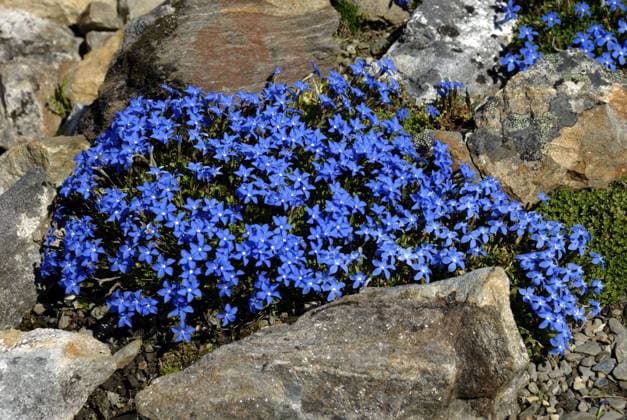 Gentiana brachyphylla, Botanischer Garten, Tromsö, Troms, Norwegen, Europa Gentiana brachyphylla, Botanical Garden, Tromsö, Troms, Norway, Europe Copyright: imageBROKER CarmenxMair ibxiqx11239979.jpg
