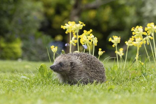 Braunbrustigel (Erinaceus europaeus) auf einem Gartenrasen neben blühenden Schlüsselblumen im Frühling, Suffolk, England, Großbritannien, Europa European hedgehog (Erinaceus europaeus) adult animal on a garden grass lawn next to flowering Cowslip flowers in spring, Suffolk, England, United Kingdom, Europe Copyright: imageBROKER KevinxSawford ibxksa11108858.jpg