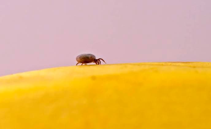 11.09.2024, Heimische Zecke. Gemeiner Holzbock (Ixodes ricinus) 11.09.2024, Zecke 11.09.2024, Zecke *** 11 09 2024, Native tick Common wood tick Ixodes ricinus 11 09 2024, Tick 11 09 2024, Tick