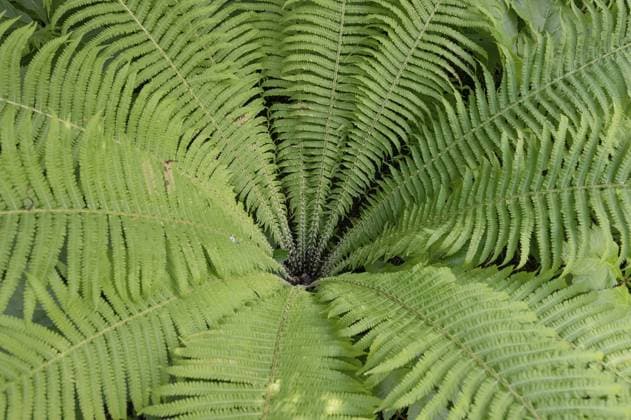 Straußenfarn (Matteuccia struthiopteris), Botanischer Garten, Erlangen, Mittelfranken, Bayern, Deutschland, Europa Ostrich fern (Matteuccia struthiopteris), Botanical Garden, Erlangen, Middle Franconia, Bavaria, Germany, Europe Copyright: imageBROKER HelmutxMeyerxzurxCap ibxmzc10986222.jpg