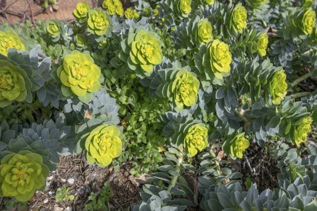 Walzenwolfsmilch (Euphorbia myrsinites), Bayern, Deutschland, Europa Roller spurge (Euphorbia myrsinites), Bavaria, Germany, Europe Copyright: imageBROKER HelmutxMeyerxzurxCap ibxmzc11270697.jpg