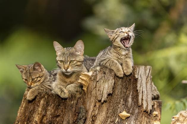 Mutterkatze und zwei Kätzchen, eines gähnend, auf einem Baumstumpf, Wildkatze (Felis silvestris), Jungtier, Deutschland, Europa Mother cat and two kittens, one yawning, on a tree stump, wildcat (Felis silvestris), kitten, Germany, Europe Copyright: imageBROKER RonaldxWittek ibxron11118570.jpg
