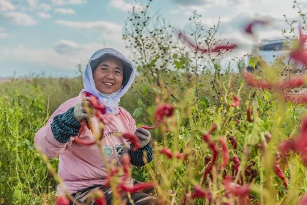 Entertainment Themen der Woche KW37 Chili Pepper Harvest in Xinjiang A farmer harvests chili peppers in Anjihai township, Shawan, China, on September 14, 2024. Shawan Xinjiang China  Copyright: xCFOTOx originalFilename: cfoto-chilipep240915_npF1s.jpg