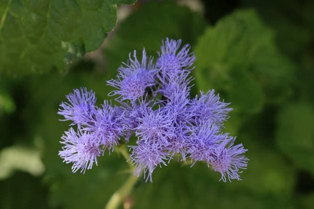 Flossflower (Ageratum houstonianum), flower, Ellerstadt, Germany, Europe Copyright: imageBROKER Jürgenx&xChristinexS ibxsox11008099.jpg