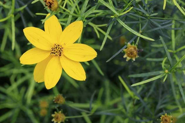 Whorled-leaved tickseed (Coreopsis verticillata), flowering, Elllerstadt, Germany, Europe Copyright: imageBROKER Jürgenx&xChristinexS ibxsox11008222.jpg